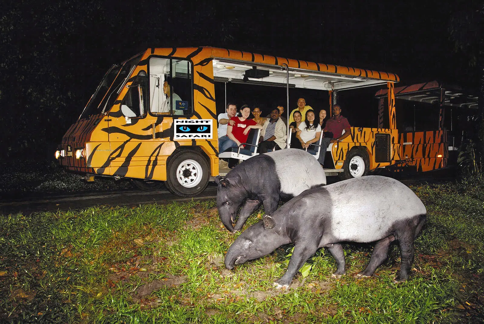 Night Safari Singapore – Guided tram experience Tram ride at Night Safari Singapore