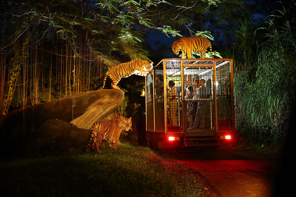 Night Safari Singapore – Tigers at night Night Safari Singapore with tigers in their natural habitat