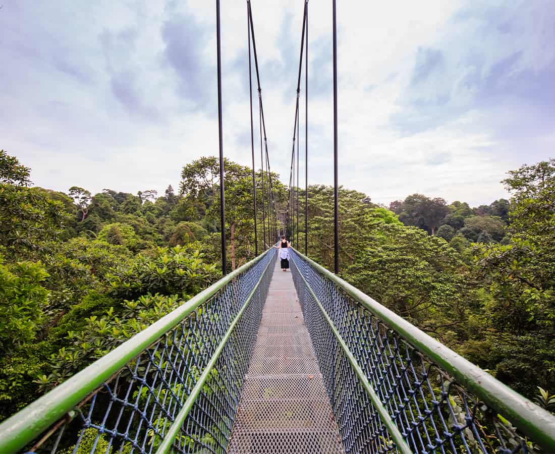 MacRitchie Reservoir Treetop Walk in Singapore – a scenic forest trail perfect for fighters’ active recovery and nature exploration.